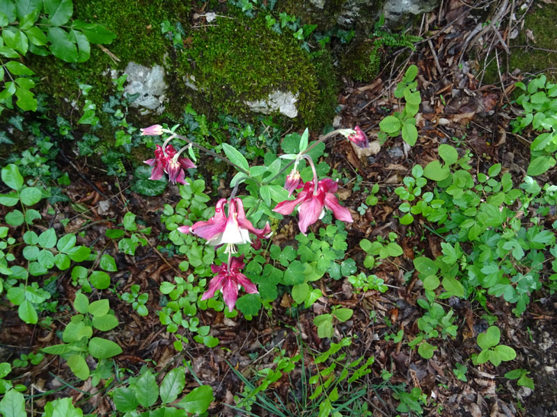 Aquilegia caerulea ''Rotstern''